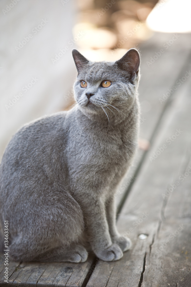 cat cat