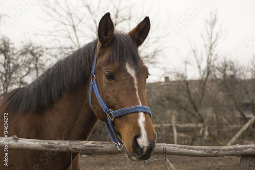 Thoroughbred Horse at fence