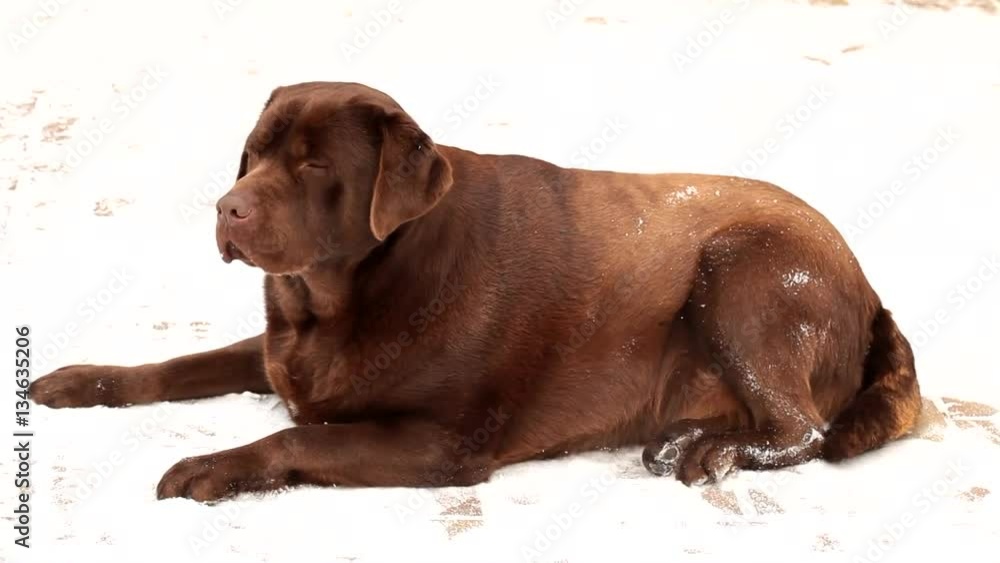 Barking chocolate Labrador in the snow in winter Barking chocolate Labrador in the snow in winter