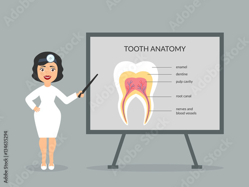 The doctor shows the structure of the human tooth. Dentist on presentation. Vector in flat design.