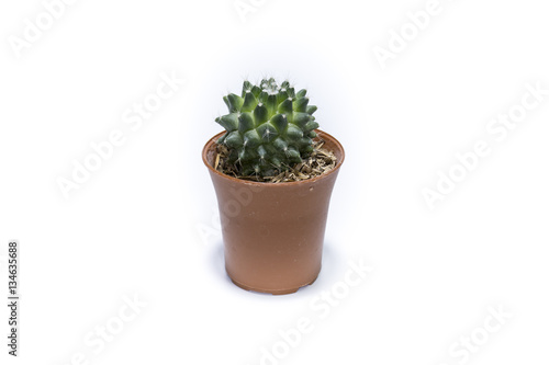 close up cactus in pot on white background
