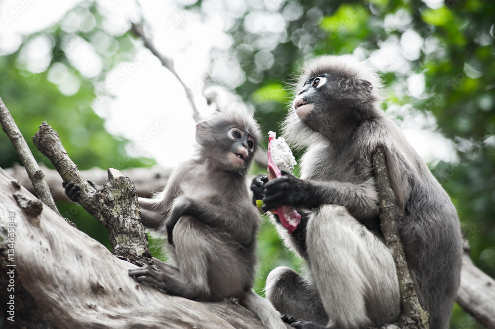 Dusky leaf monkey, Spectacled Langur in Thailand Dusky leaf monkey, Spectacled Langur in Thailand