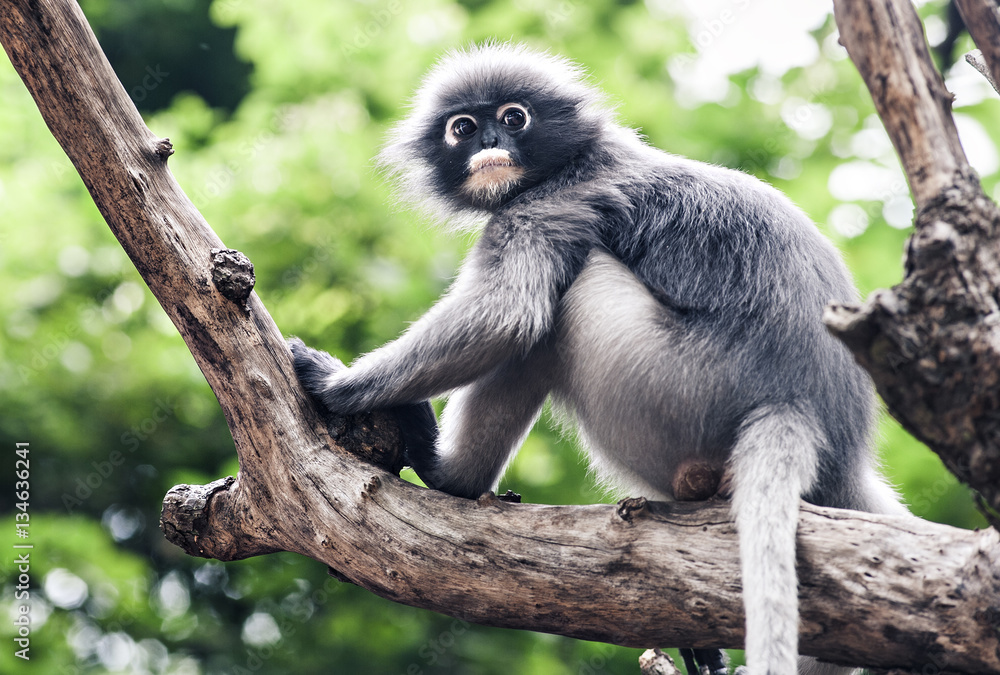 Obraz premium Dusky leaf monkey, Spectacled Langur in Thailand