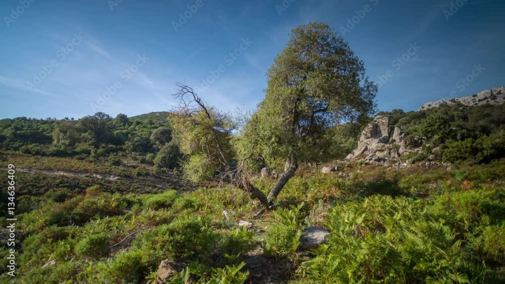 timelapse of a beautiful lone tree in a valley in sardinia timelapse of a beautiful lone tree in a valley in sardinia