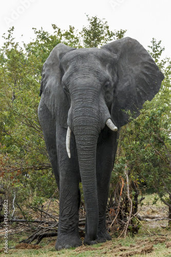 Elephant Zambezi