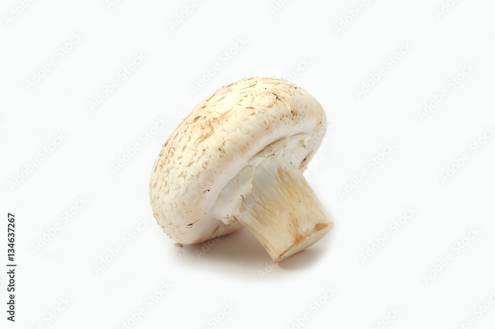 kültür mantarı resimleri kültür mantarı resimleri
