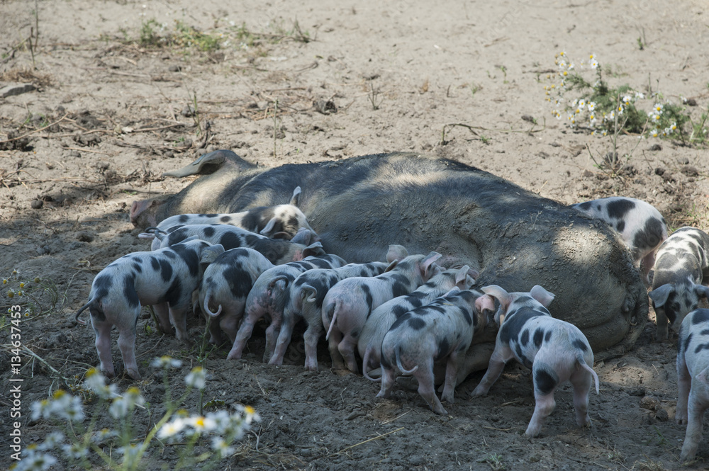 Schweinesau mit Ferkel auf dem Bauernhof. Schweinesau mit Ferkel auf dem Bauernhof.