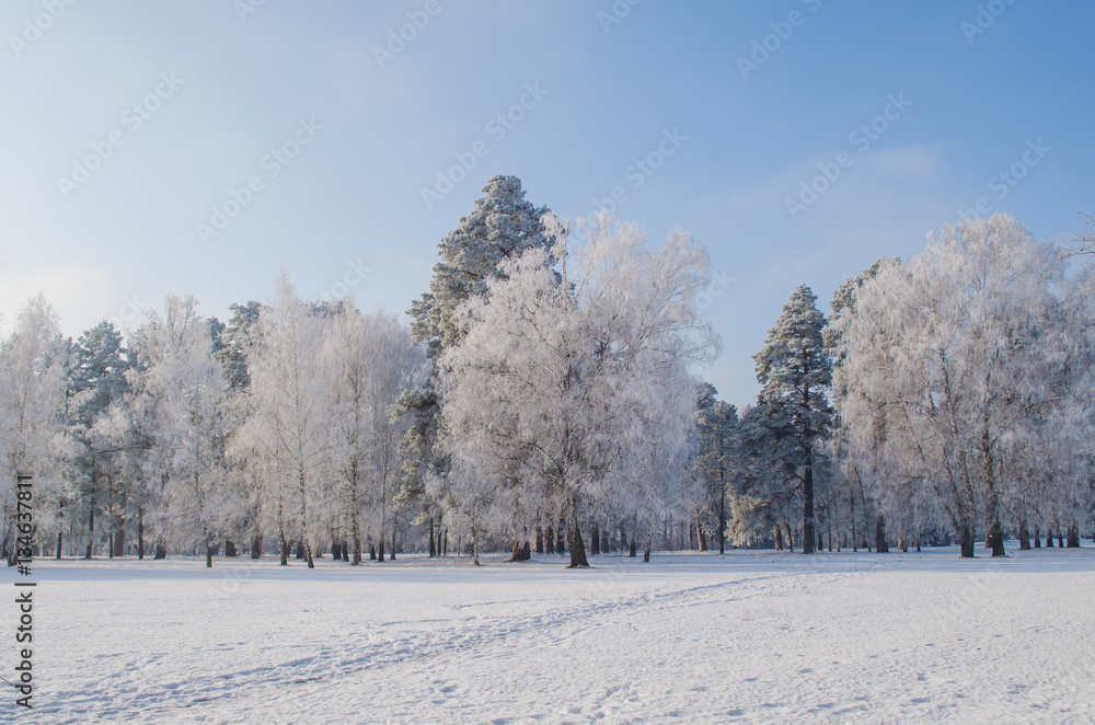 Trees covered with frost in a snowy forest
