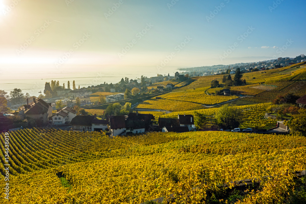 Lavaux, Weinanbau am Genfersee, Schweiz 