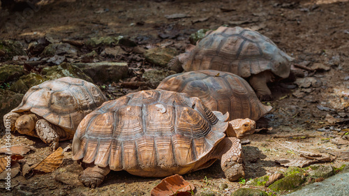 Turtles crawl on a natural park outdoor in vintage style.