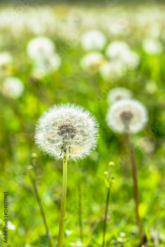 Seeds of dandelions on meadow in spring with green blurred background