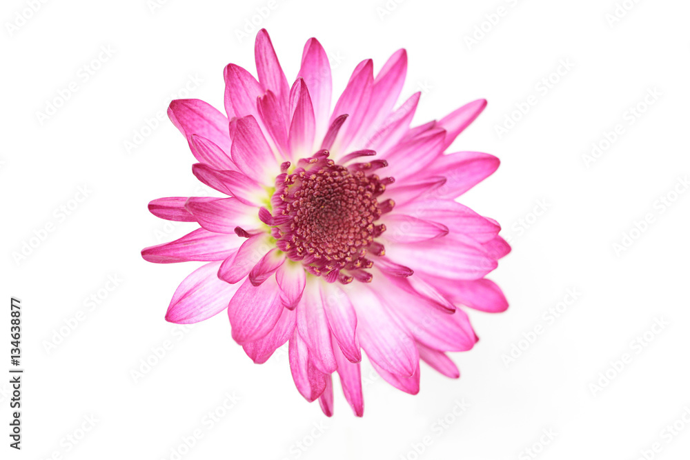 Pink Daisy