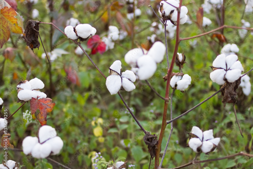 Cotton Field, Cotton Cultivation, and Research in Bangladesh. Cotton Field, Cotton Cultivation, and Research in Bangladesh.