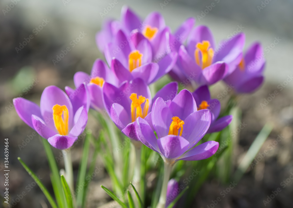 Beautiful crocuses flowers. Early spring plants. Beautiful crocuses flowers. Early spring plants.