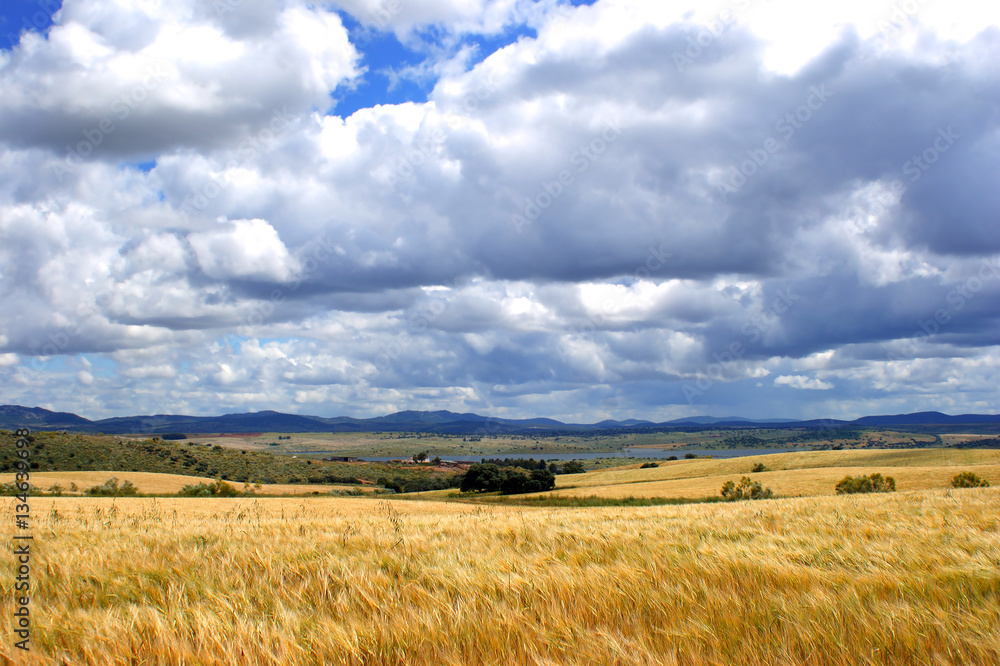 Wheat field in front of mountains, and sky with clouds background
