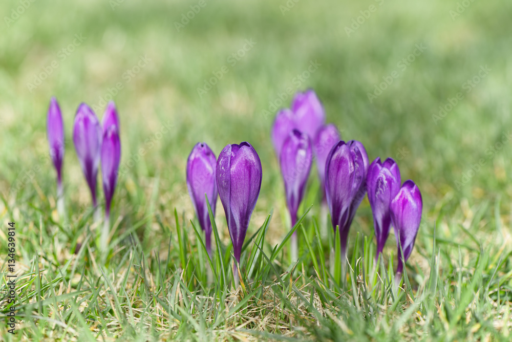 Beautiful violet crocuses grow in meadow. Early spring flowers. Beautiful violet crocuses grow in meadow. Early spring flowers.