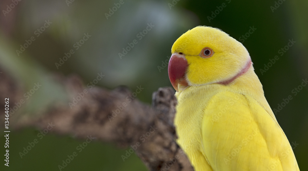 Portrait of Yellow Indian Ringneck Parrot (Psittacula krameri) standing at branch in nature