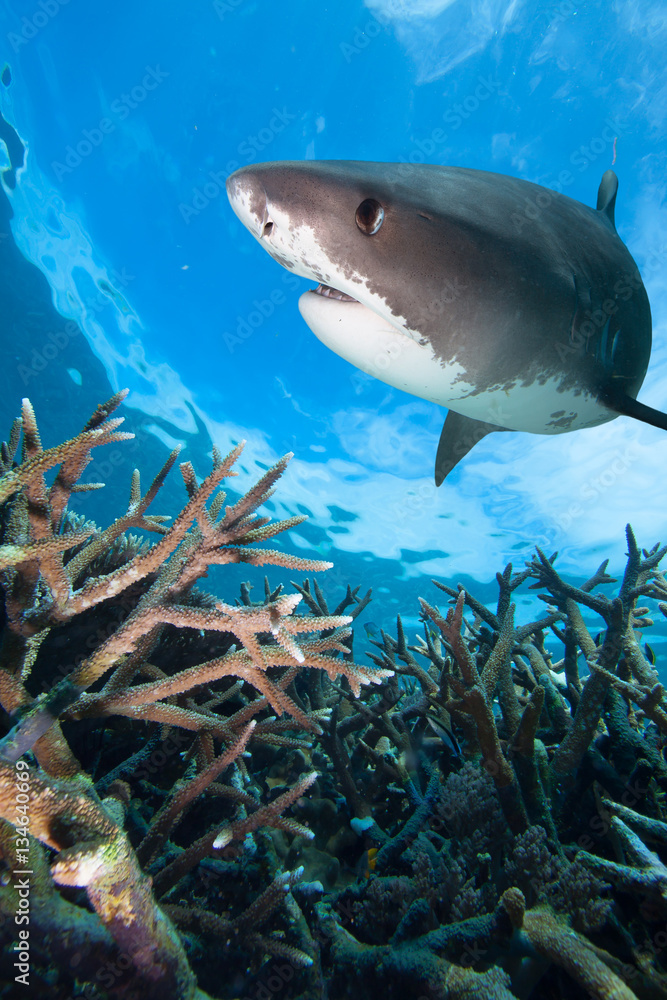 Obraz premium Tiger shark and hard coral.