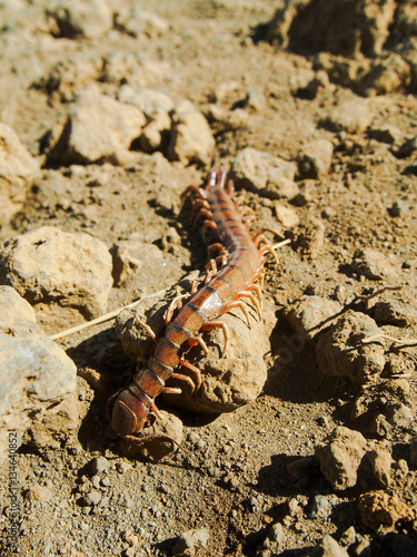 Fotografija A red and black centipede of he family Scolopendidae crawling across a rock