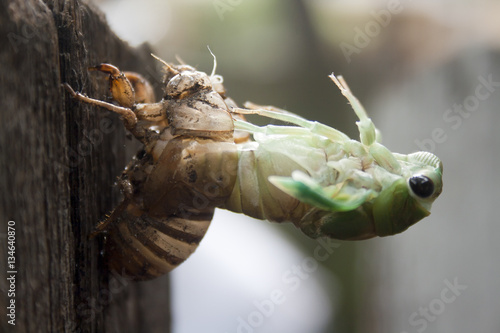 Valokuva A cicada nymph molting from its exoskeleton as it becomes and adult