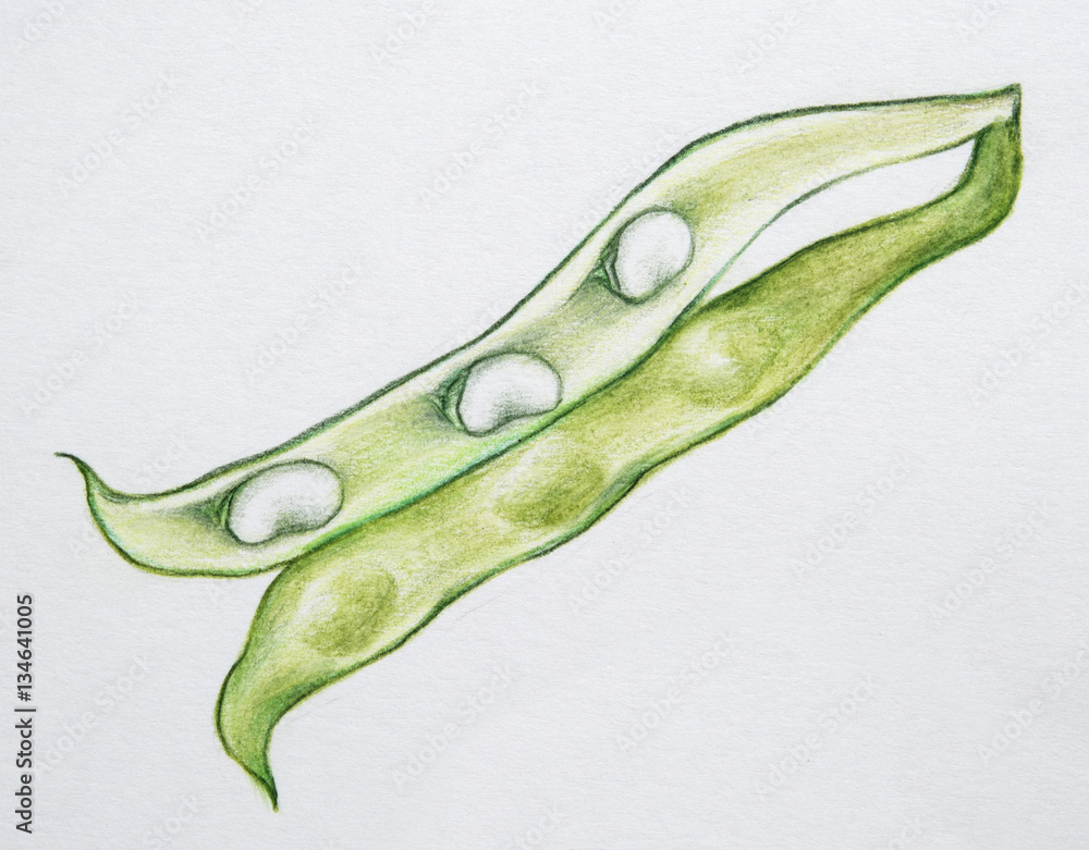 Hand drawn green beans pod. Realistic illustration. Colored pencils