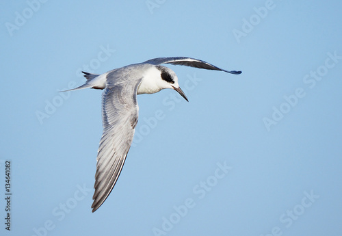 Forster's Tern In Flight © sdbower