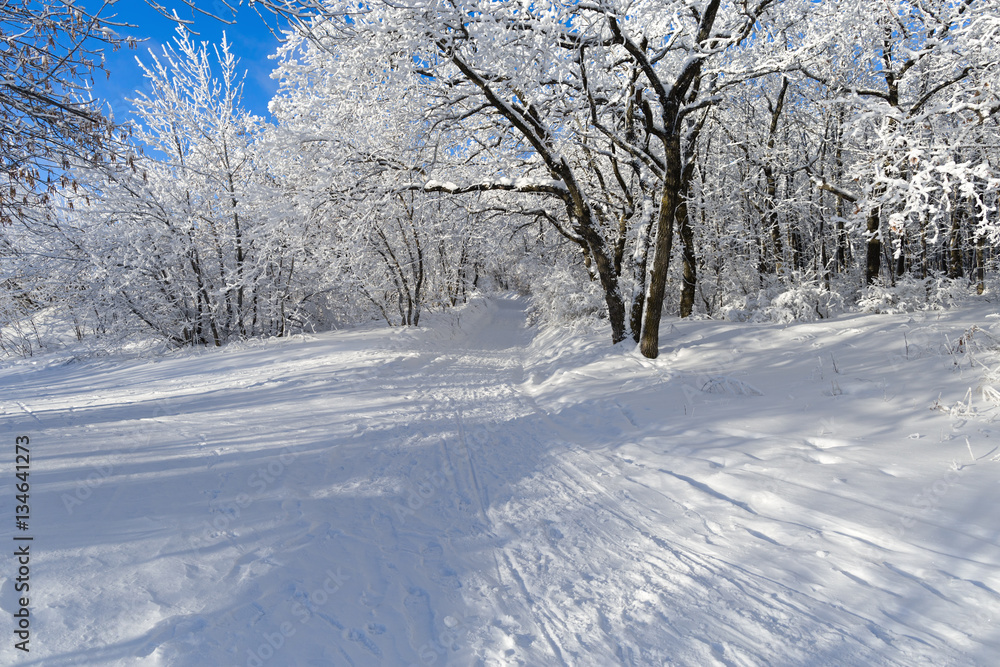 Winter landscape with snow covered forest in a sunny day. Winter road in the forest. Winter landscape with snow covered forest in a sunny day. Winter road in the forest.