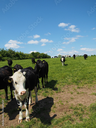 Wallpaper Mural A herd of black and white cattle walking through a green field on a sunny day. Torontodigital.ca