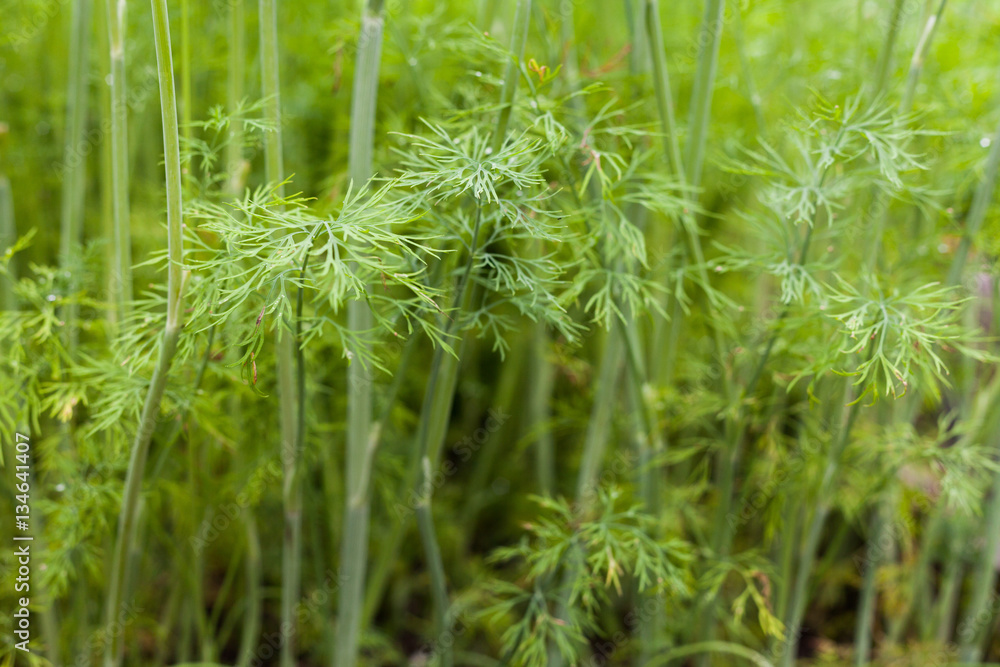 Dill plant and flower as agricultural background