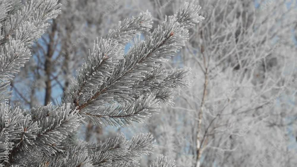 Beautiful frozen tree needles in sunny winter day Beautiful frozen tree needles in sunny winter day