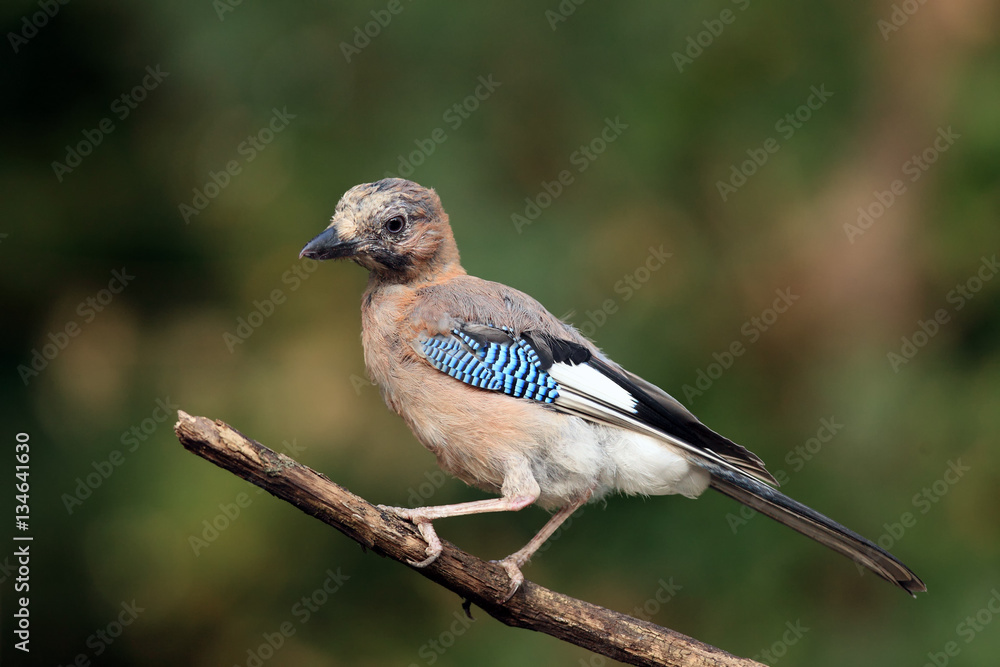 The Eurasian jay (Garrulus glandarius) sitting on the branch The Eurasian jay (Garrulus glandarius) sitting on the branch