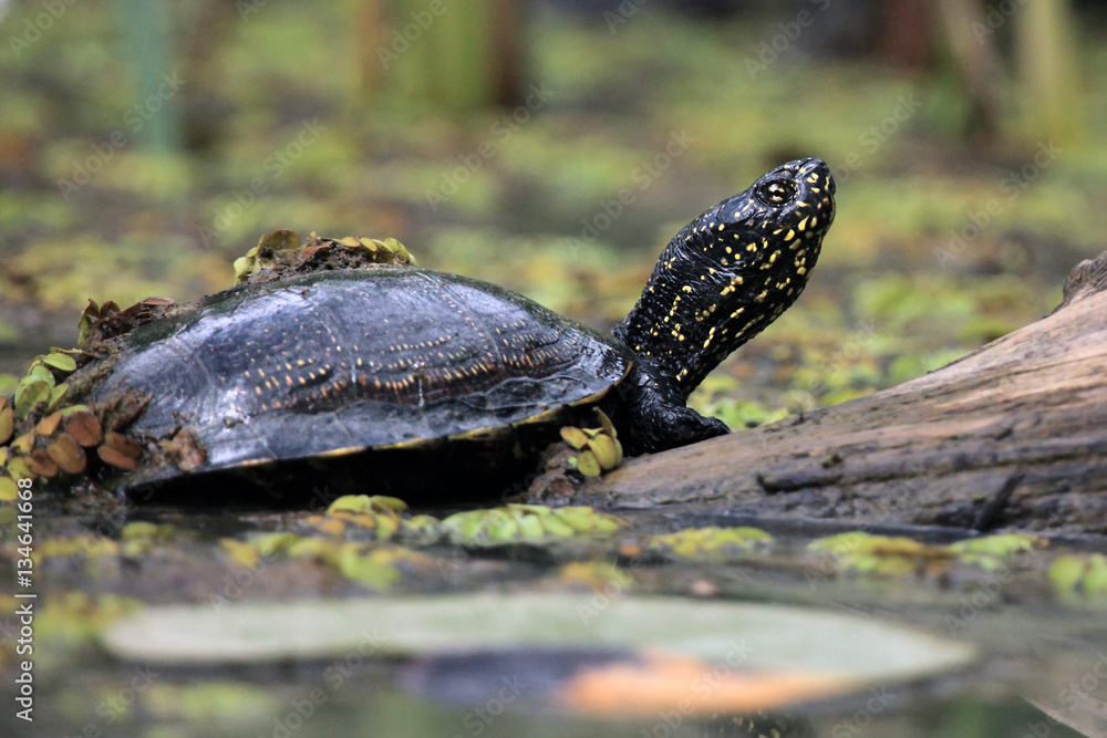 The European pond turtle (Emys orbicularis) or the European pond terrapin in the lagoon The European pond turtle (Emys orbicularis) or the European pond terrapin in the lagoon