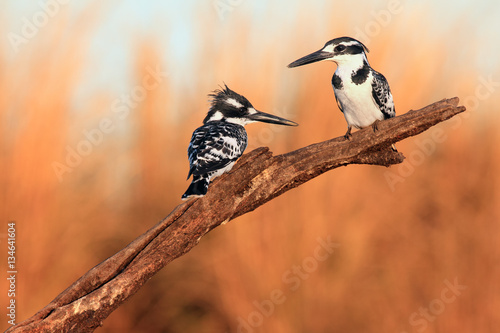 The pied kingfisher (Ceryle rudis), couple sitting on a branch at sunset light photo