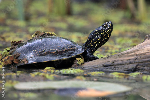 The European pond turtle (Emys orbicularis) or the European pond terrapin in the lagoon