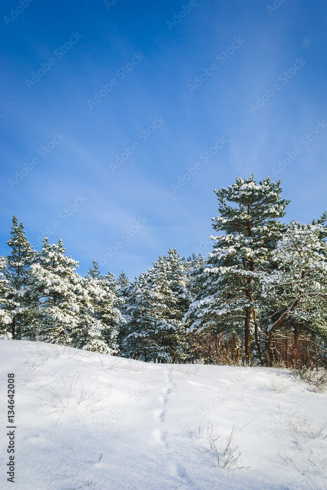 Obraz premium Winter landscape. Pine trees covered with snow.
