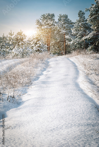 Winter landscape. Pine trees covered with snow. photo