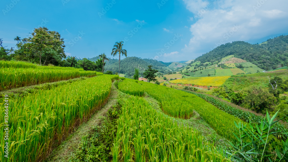 Naklejka premium A lush green plantation scenery in vintage style.