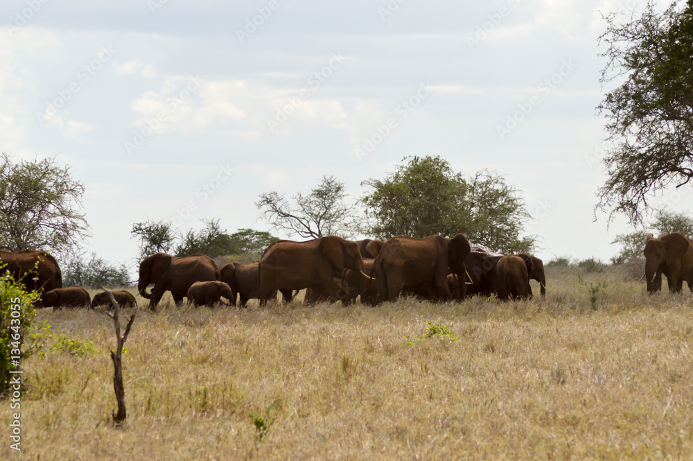 Elephant herd resting