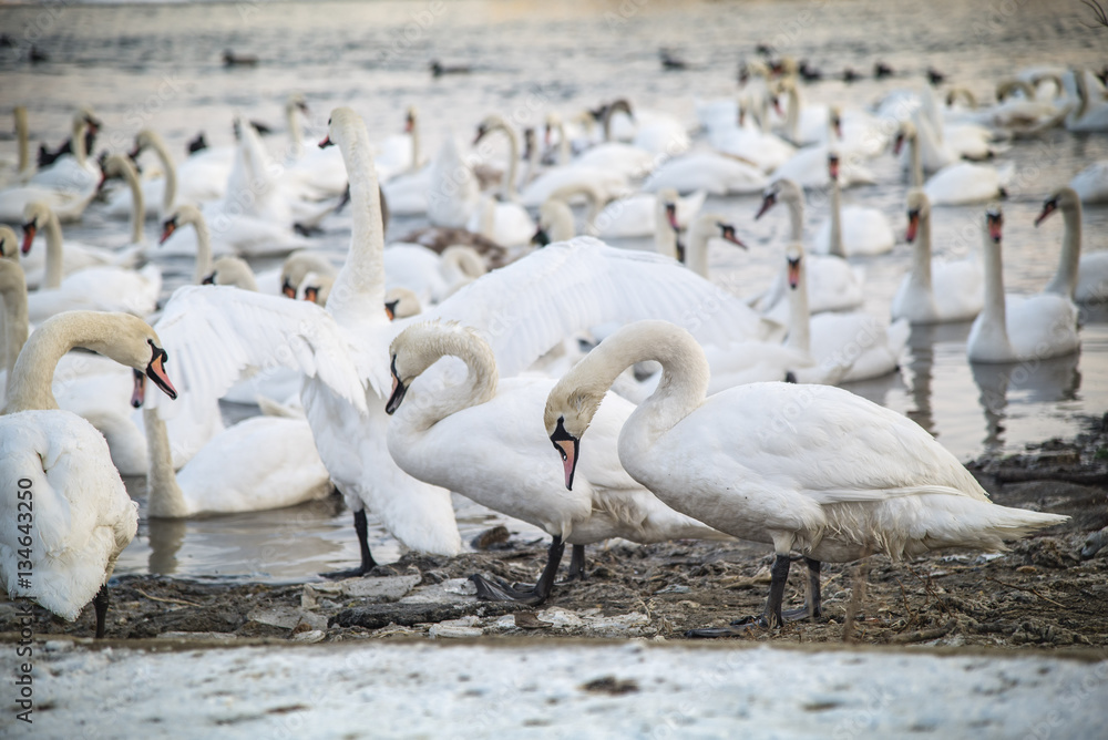 Swans looking for food near a frozen lake Swans looking for food near a frozen lake