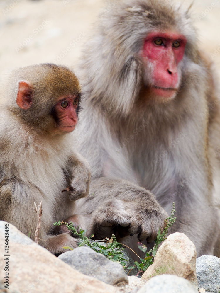 Japanese macaques, also known as snow monkeys, interacting with eachother in a natural setting. Japanese macaques, also known as snow monkeys, interacting with eachother in a natural setting.