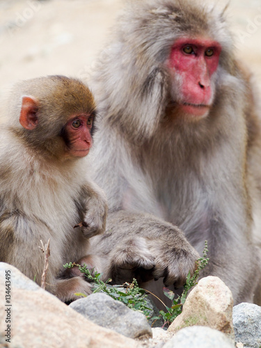 Japanese macaques, also known as snow monkeys, interacting with eachother in a natural setting. © Nikki