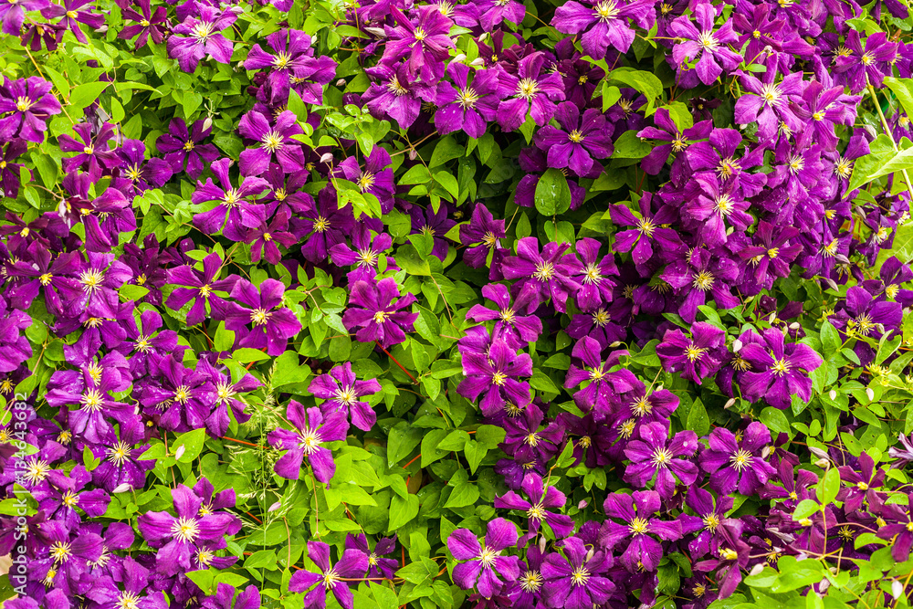Background with purple clematis flowers. Full floral pattern with green leaves