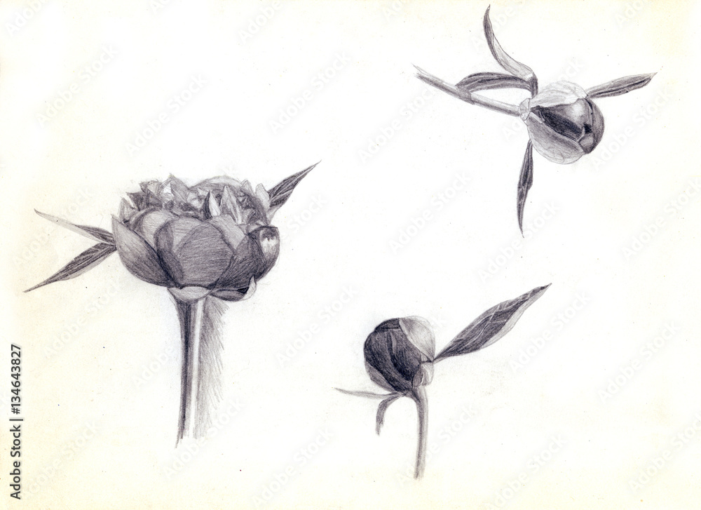 Peonies, flower and buds isolated on white background. Hand drawn realistic pencil sketch. Nature study
