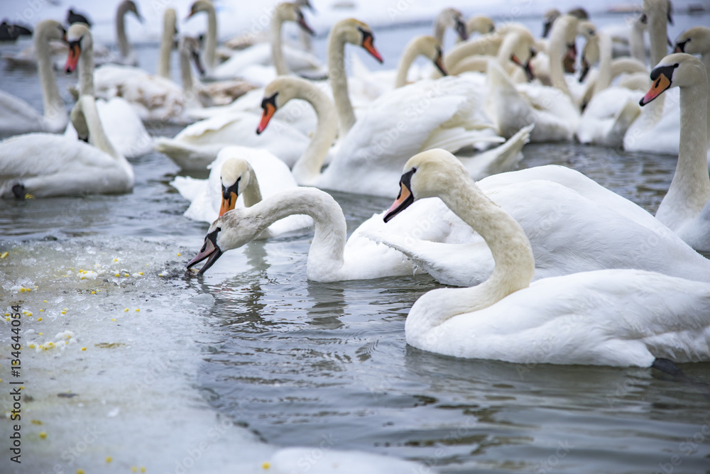 Swans looking for food near a frozen lake Swans looking for food near a frozen lake
