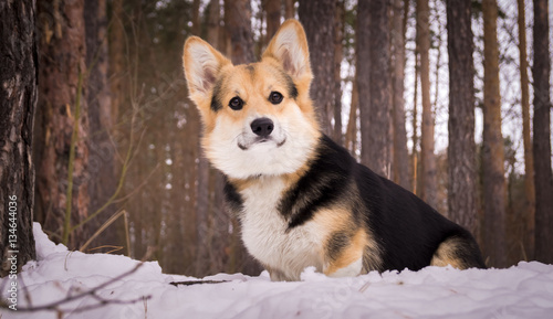 Welsh Corgi on a walk in the winter forest