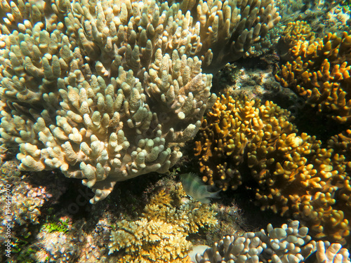 Finger coral is a very common type of coral on barrier reefs.
