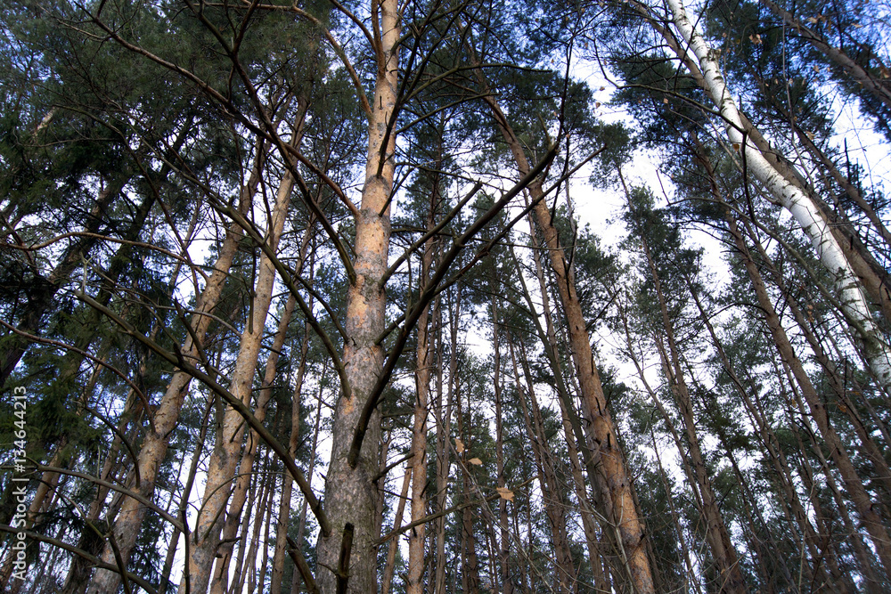 Pine forest Pine forest