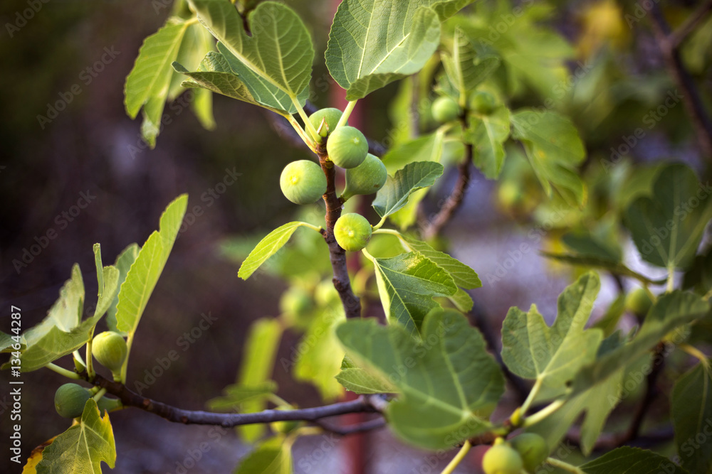 Organic fig tree in Dalmatia