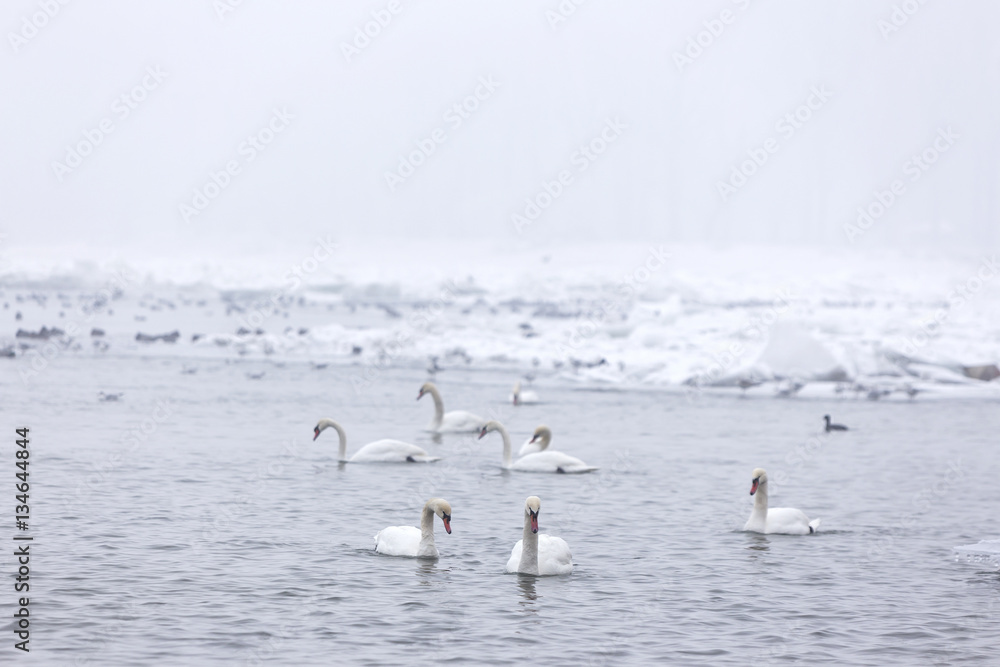 Beautiful swans swim in the frozen river Danube in winter season.