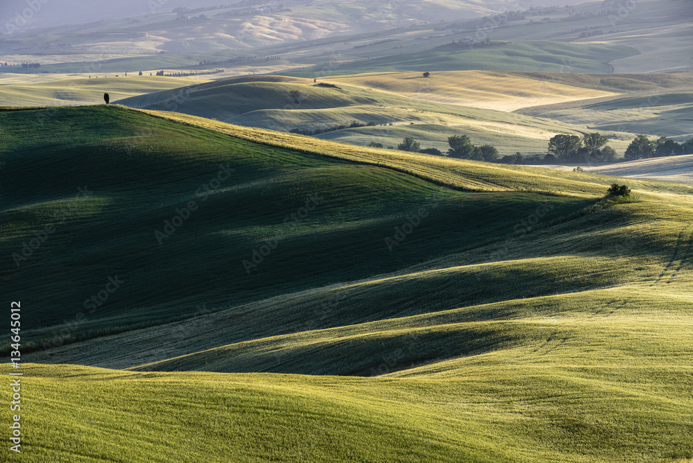Green grass on the meadows of the Tuscan hills.